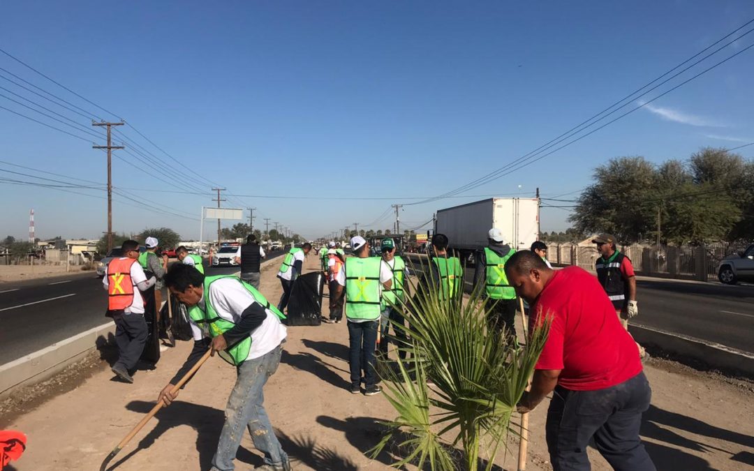 Se realiza con entusiasmo la cuarta jornada de reforestación en carretera Mexicali-San Felipe