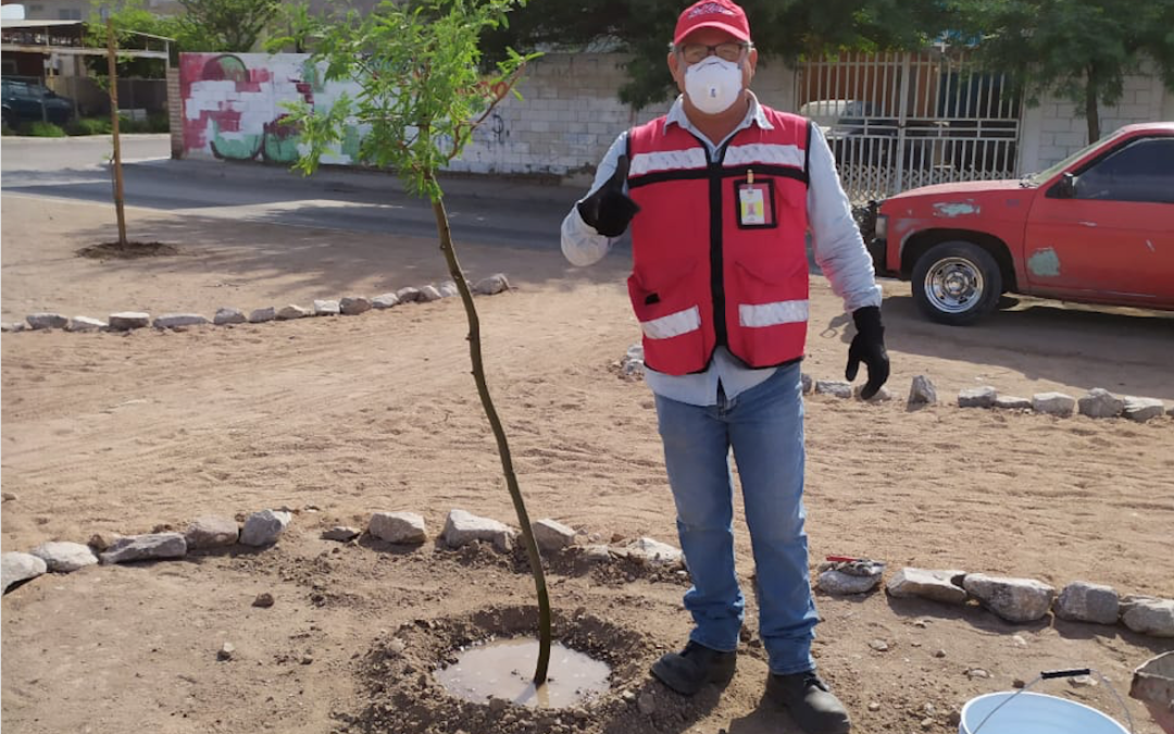 Celebramos el Día Internacional del Medio Ambiente plantando virtualmente junto con Mexicali